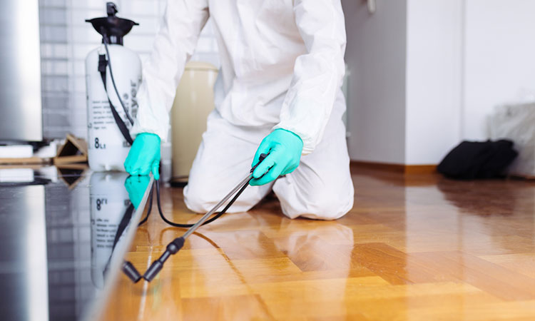 شركة مكافحة حشرات