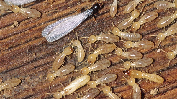 شركة مكافحة حشرات